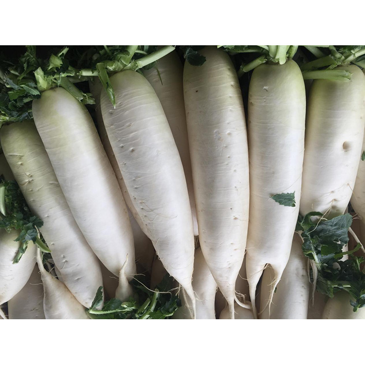 Preskúmajte nutričnú hodnotu čerstvej reďkovky New Crop na posilnenie imunity a potlačenie rastu rakovinových buniek